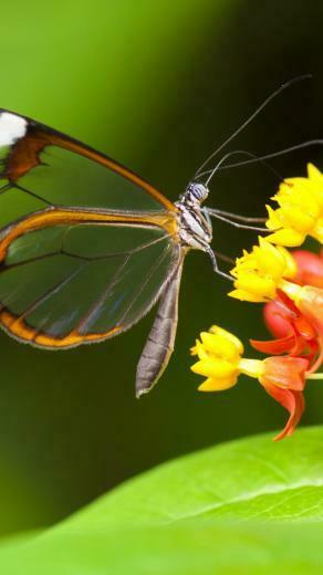 Wallpaper Butterfly 5k 4k Insects Flowers Green