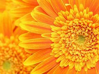 Golden Flower Desktop Wallpaper Plant Background