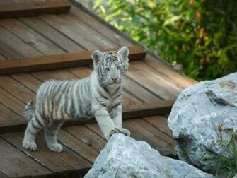 Baby White Tigers Wallpaper