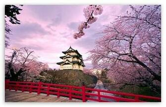 Cherry Blossoms Japan HD Desktop Wallpaper High Definition