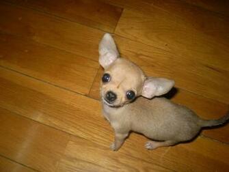 Wallpaper Chihuahua Pictures
