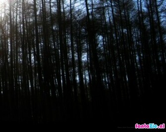 Dark Forest Wallpaper HD Video Game