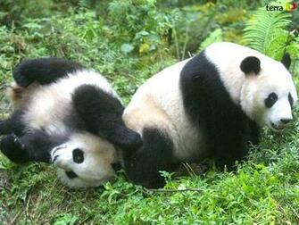 Funny Panda Wallpaper Desktop Animal