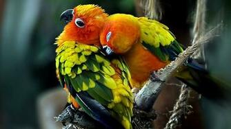 Birds Beautiful Colorful Bird Wallng Wallpaper