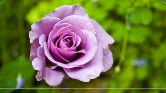 Roses Wallpaper Beautiful Full5 Flowers