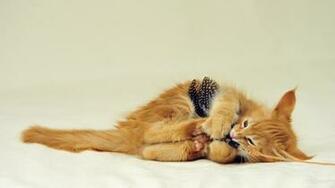 HD Cat Wallpaper Naver
