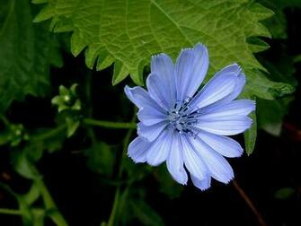 3d Flower Wallpaper For The Nature Lovers Everyone