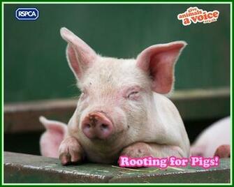 Cool Wallpaper Pig Background