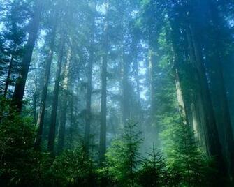 Redwood Natl Park Jpg Wallpaper Other Landscape