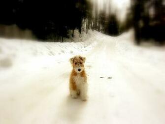 Desktop Background Animal Life Dogs Puppy Winter