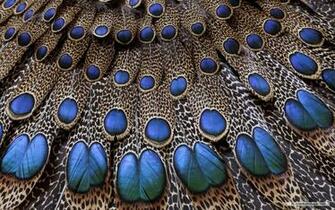 Wallpaper Animal Microsoft Exquisite Pictures