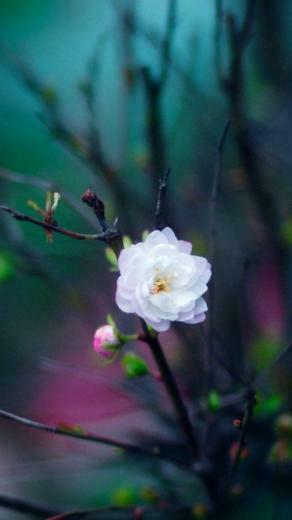White Flowers iPhone 5s Wallpaper iPad