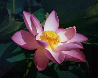 Media Lotus Flower Wallpaper High Quality And Wide Screen