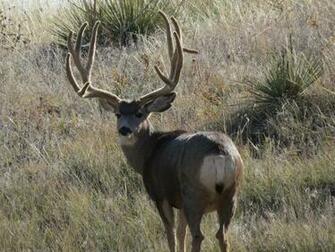 Mule Deer Buck Wallpaper