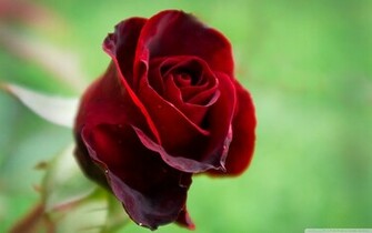 Beautiful Red Rose Wallpaper Colors