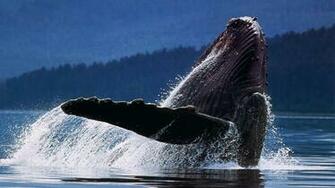 Humpback Whale Wallpaper