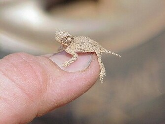 Baby Horny Toad Thumb