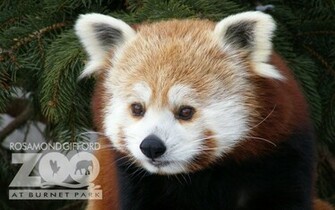 Red Panda Background Wallpaper