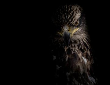 Dramatic Over Edit Immature Bald Eagle Nw Il R Birding