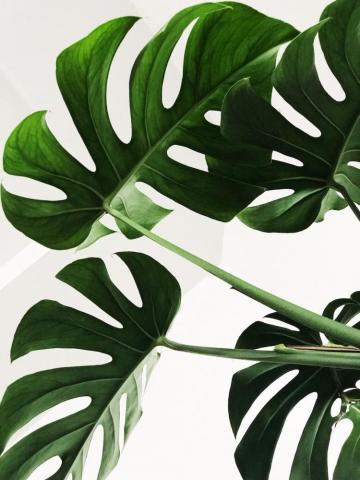 Monstera Leaf Pictures HD Image