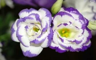 Wallpaper Cartoon Flower Violet