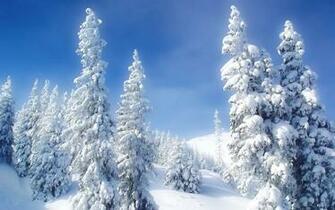 Mountain Snow Forest Desktop Wallpaper Wallpapercow