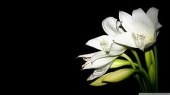 White Lily Wallpaper