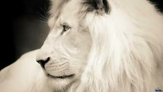 White Lion Wallpaper HD 1080p Desktop
