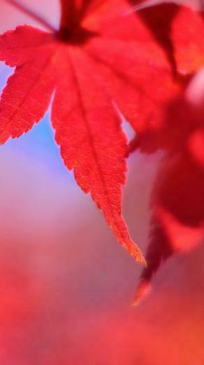 Red Maple Leaf iPhone Wallpaper HD