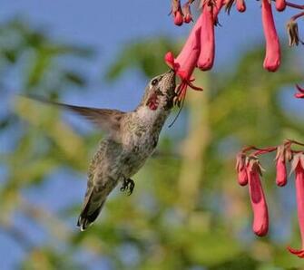 My Birds Pics Beautiful Bird Wallpaper