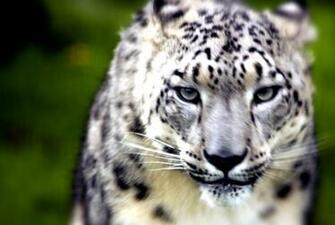 Snow Leopard HD Wallpaper