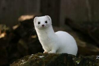 Best Stoat Wallpaper