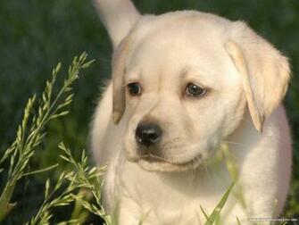 Labrador Retriever Dog Dogs