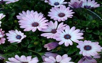 Flowers Wallpaper High Resolution Pixel