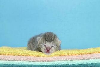 Sleepy Time Newborn On Rainbow Of Blankets Photograph By Sheila