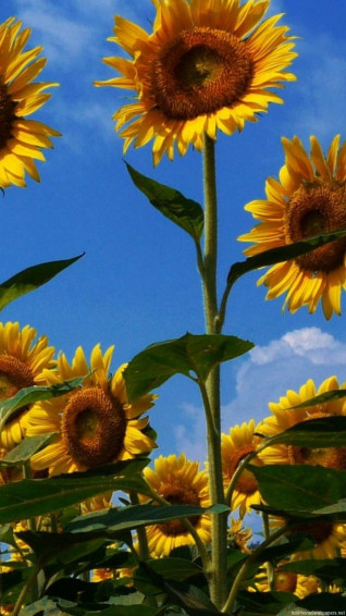 Sunflower iPhone Wallpaper Top