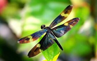 Dragonfly Nature Pure Leaf Insect Photo Green