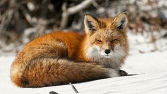 Wallpaper Animals Fox HD