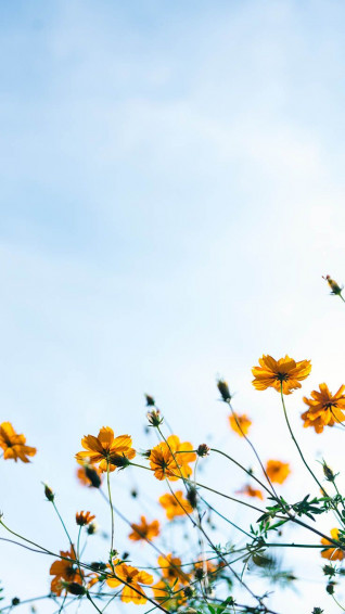 Celebrating Summer With Wildflower iPhone Wallpaper Preppy