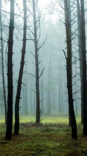 The iPhone Wallpaper Early Morning Fog