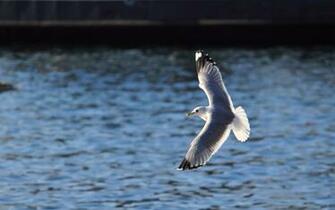 Desktop Wallpaper Picture X Winter Birds