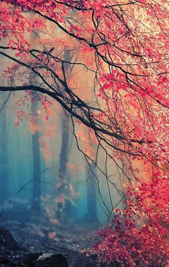 Fall iPhone Background