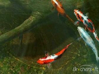 Koi Fish 3d Screensaver