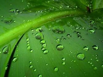 Rain Drops On Leaf HD Close Up Wallpaper In