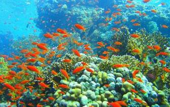 Reef And Fish High Quality Resolution Wallpaper