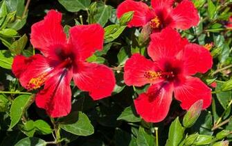 Hibiscus Wallpaper Flower