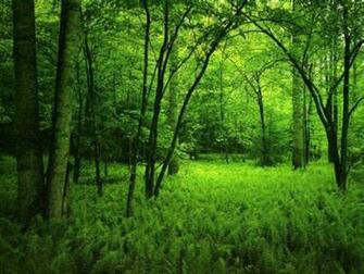 Green Forest Wallpaper HD Dekstop