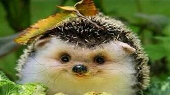 Harry The Hedgehog Wallpaper HD Desktopinhq