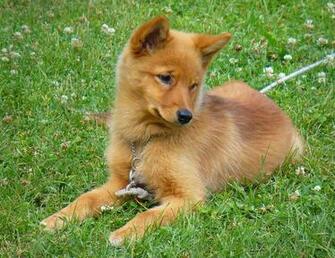 Funny Finnish Spitz Dog Photo And Wallpaper Beautiful
