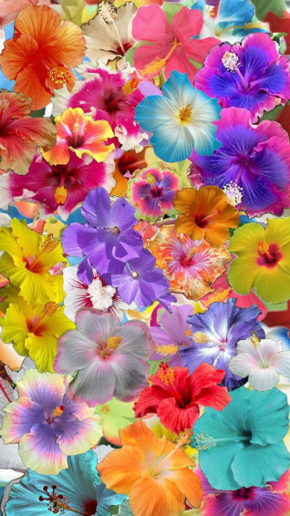 I Love Hibiscus They Remind Me Of Summer Wallpaper